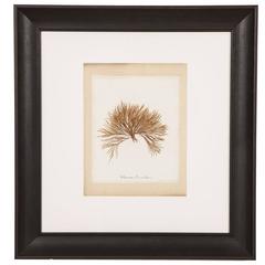 Framed, 19th Century Original Pressed Seaweed 7