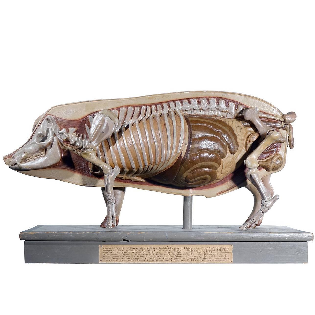 Early Anatomical Model of a Pig