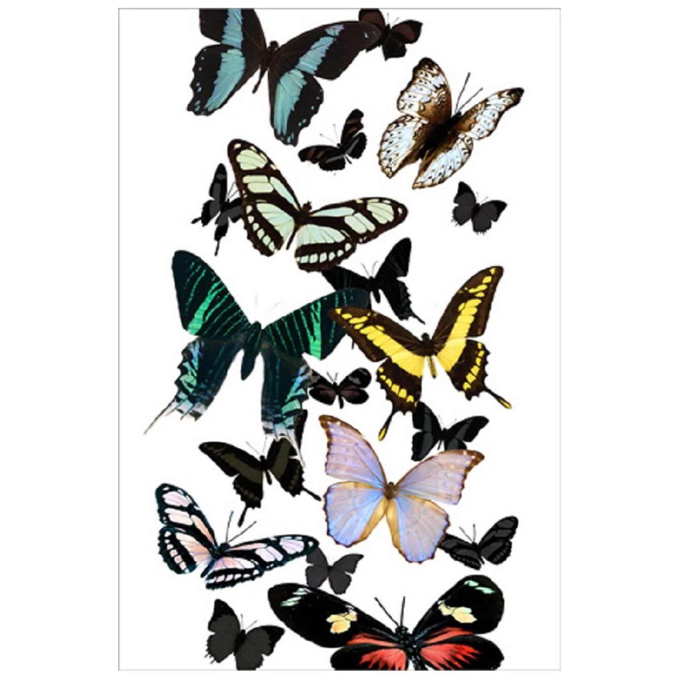 Butterflies on Plexiglass For Sale