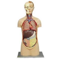 Vintage 3D Anatomical Torso by Somso, circa 1960