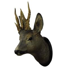 Antique Manorial Black Forest Deer Head with Abnorm Antlers