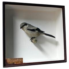 Cased Taxidermy Great Grey Shrike, Formerly of the Hancock Museum