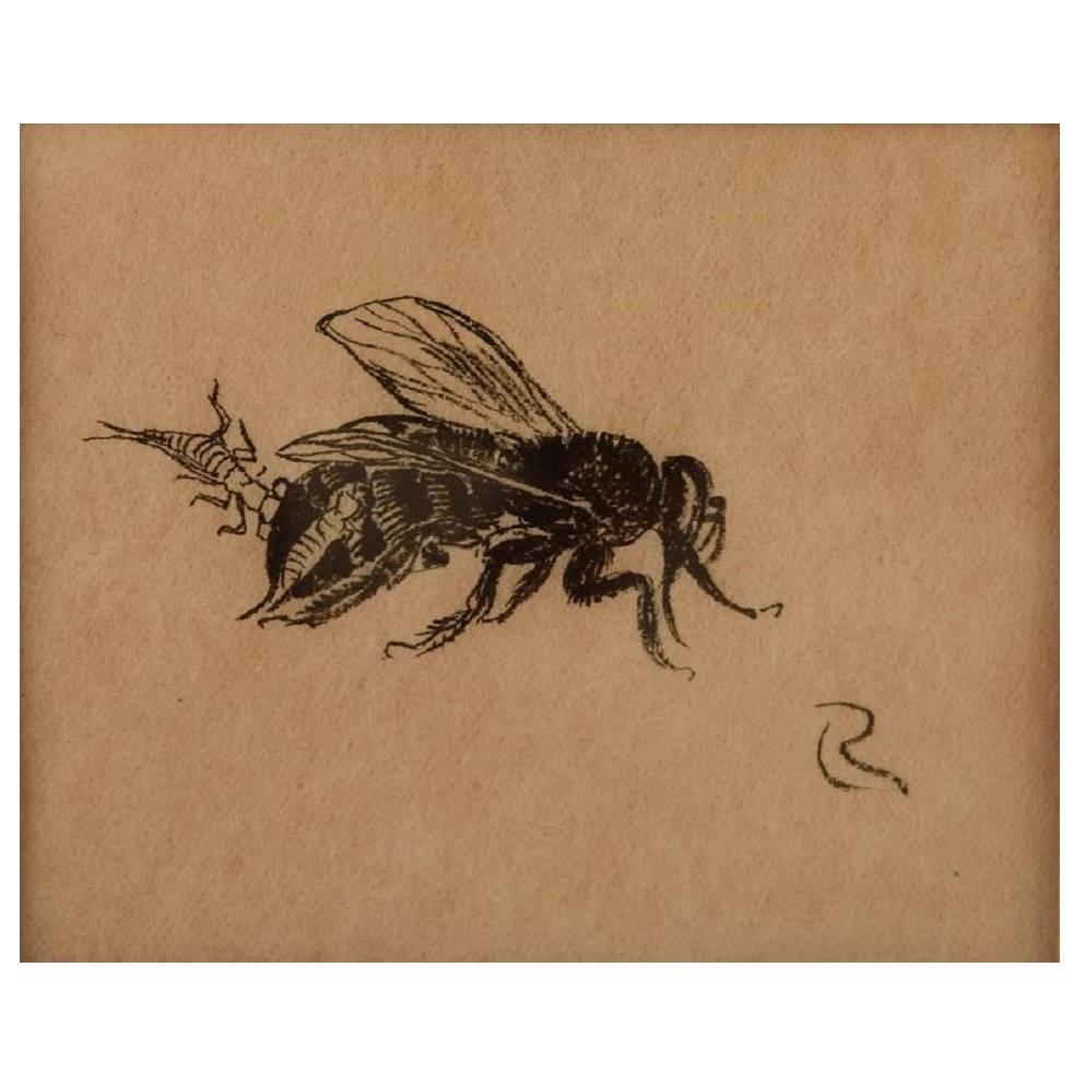 Leif Rydeng, Study of Wasps, Watercolor on Paper