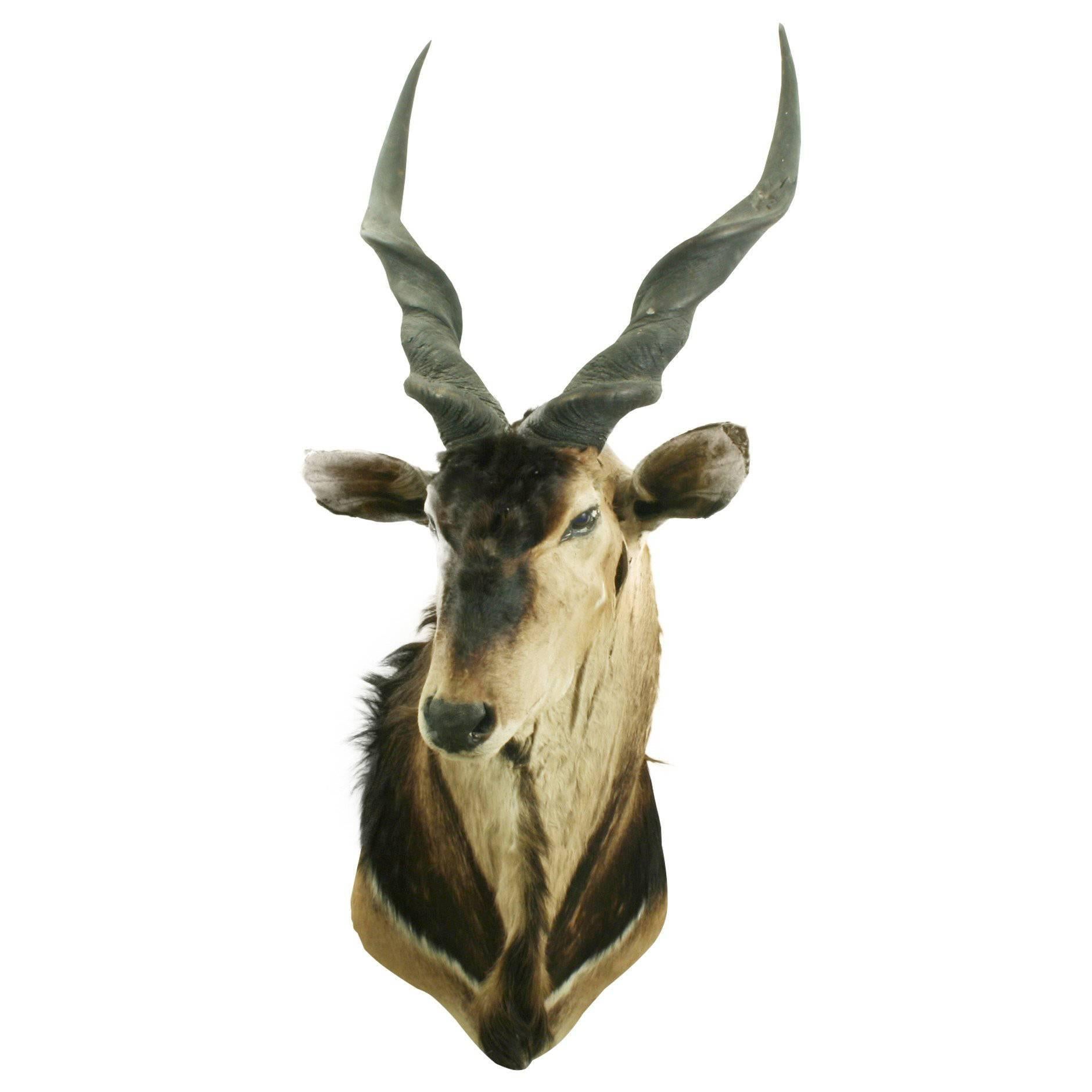 Giant Eland Taxidermy Mount