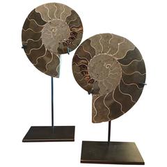 Prehistoric Pair of Ammonite Sculptures, Madagascar 6