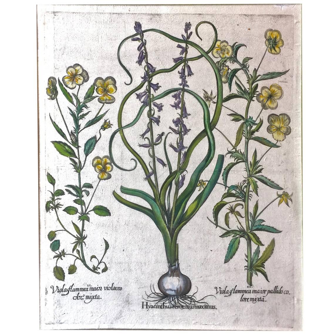 17th C. Basilius Besler Engraving of Pansies and Hyacinths For Sale