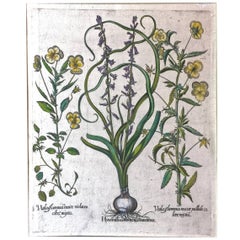 Grabado de Basilius Besler del siglo XVII de pensamientos y jacintos