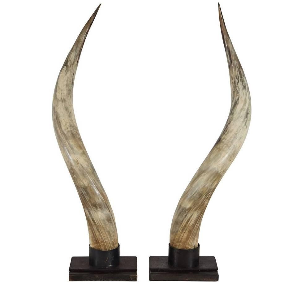 Steer Horns on Metal Stands For Sale