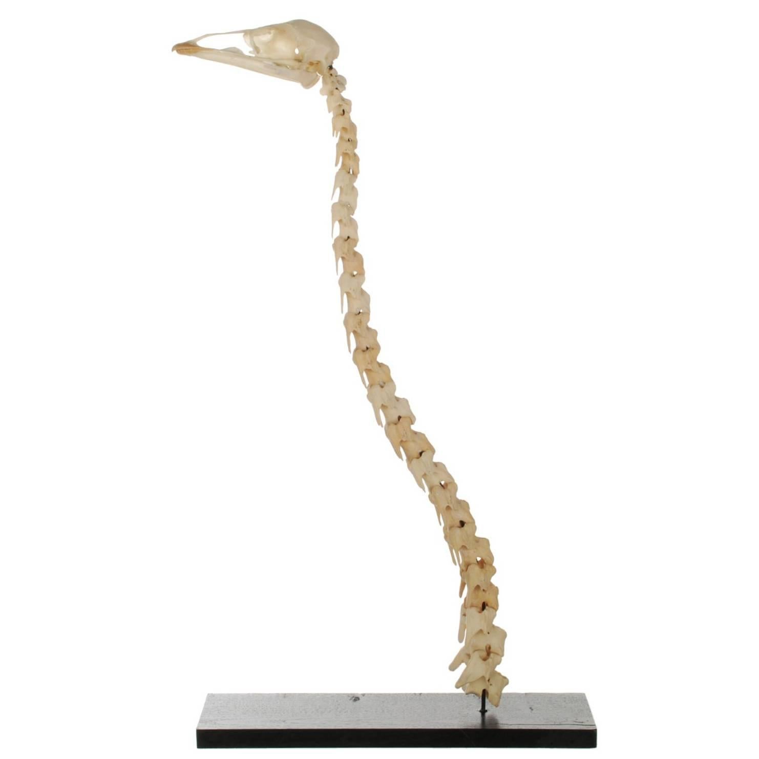 Emu Bird Skull and Neck Vertebrae Skeleton on Custom Stand For Sale