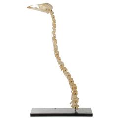 Emu Bird Skull and Neck Vertebrae Skeleton on Custom Stand
