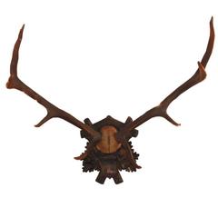 1928 Black Forest Fallow Deer Antlers Trophy from Austrian Hunt Lodge