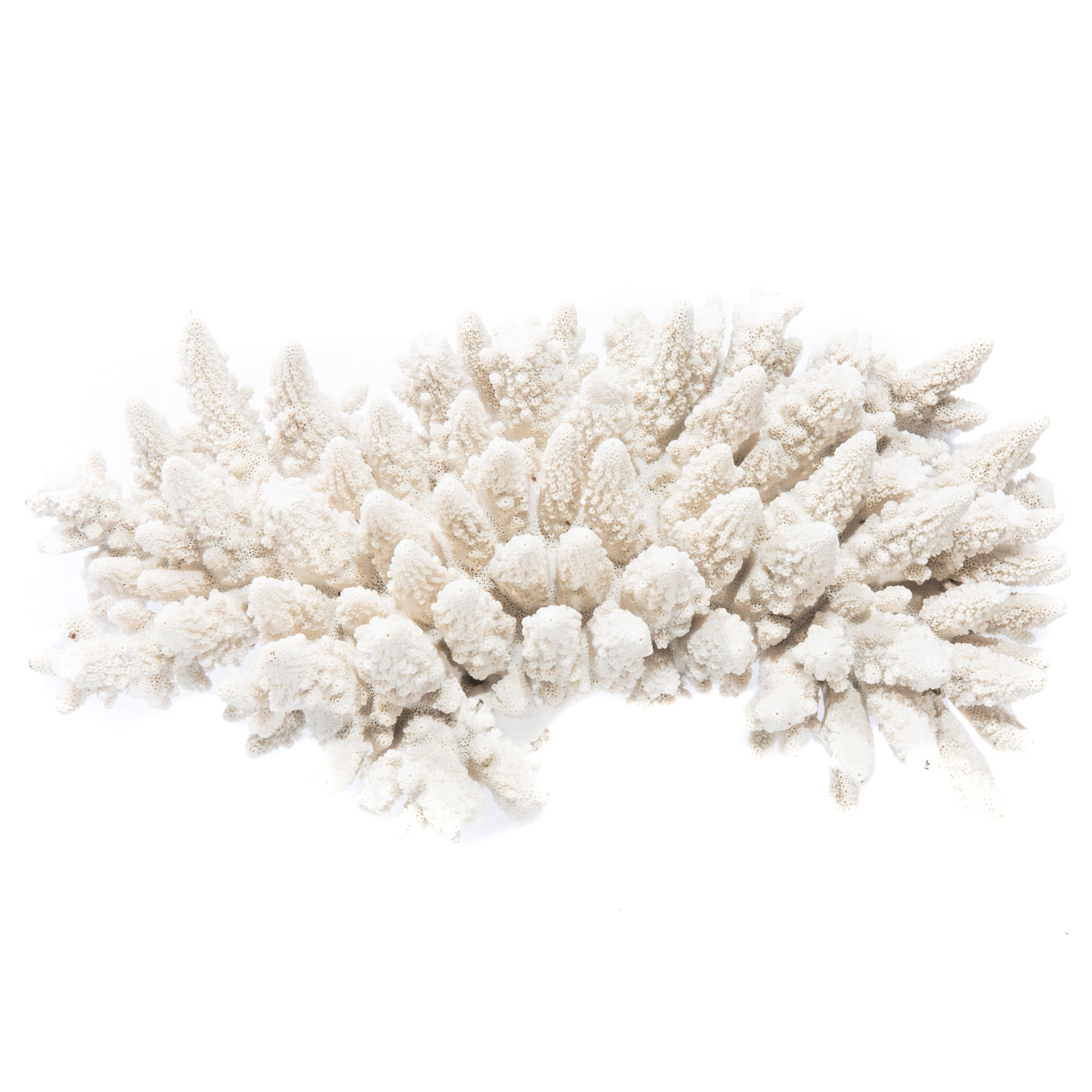 Large White Coral Specimen