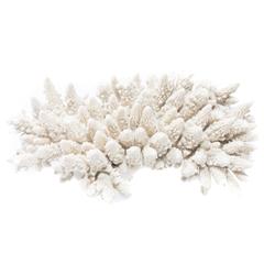Large White Coral Specimen 2