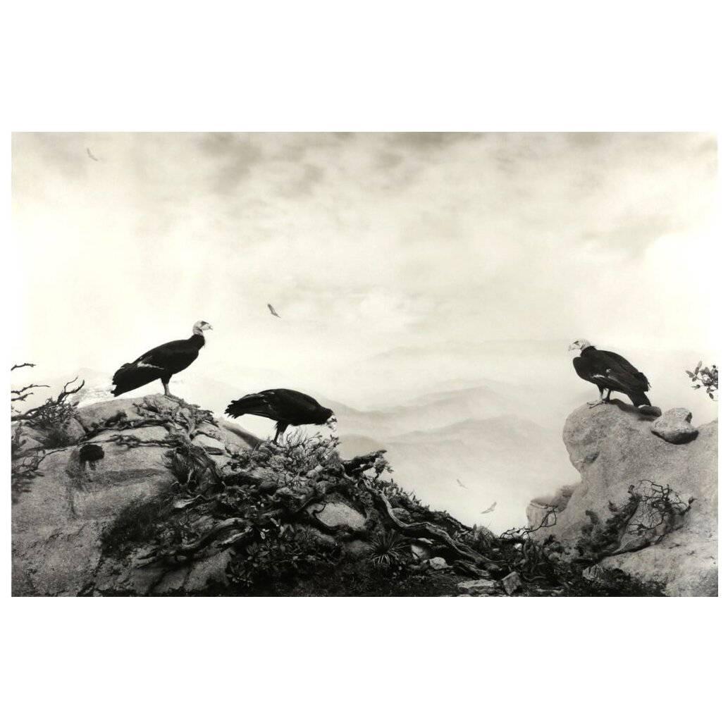 Hiroshi Sugimoto, "California Condor", 2012