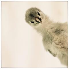 "Isabella Rossellini's Heritage Chicken's  by Photographer, Patrice Casanova, NY