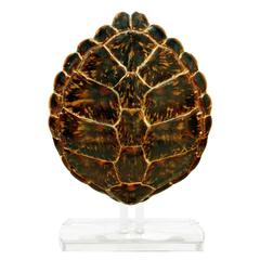 Karl Springer Mounted Tortoise Shell, 1970s