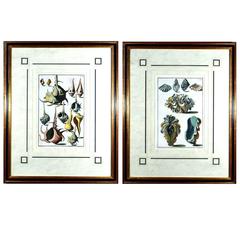 Sea Shell Pair of Engravings by Niccolo Gualtieri, 1742 12
