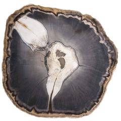 Oak Petrified Wood from Oregon Stinking Water Mountains 6
