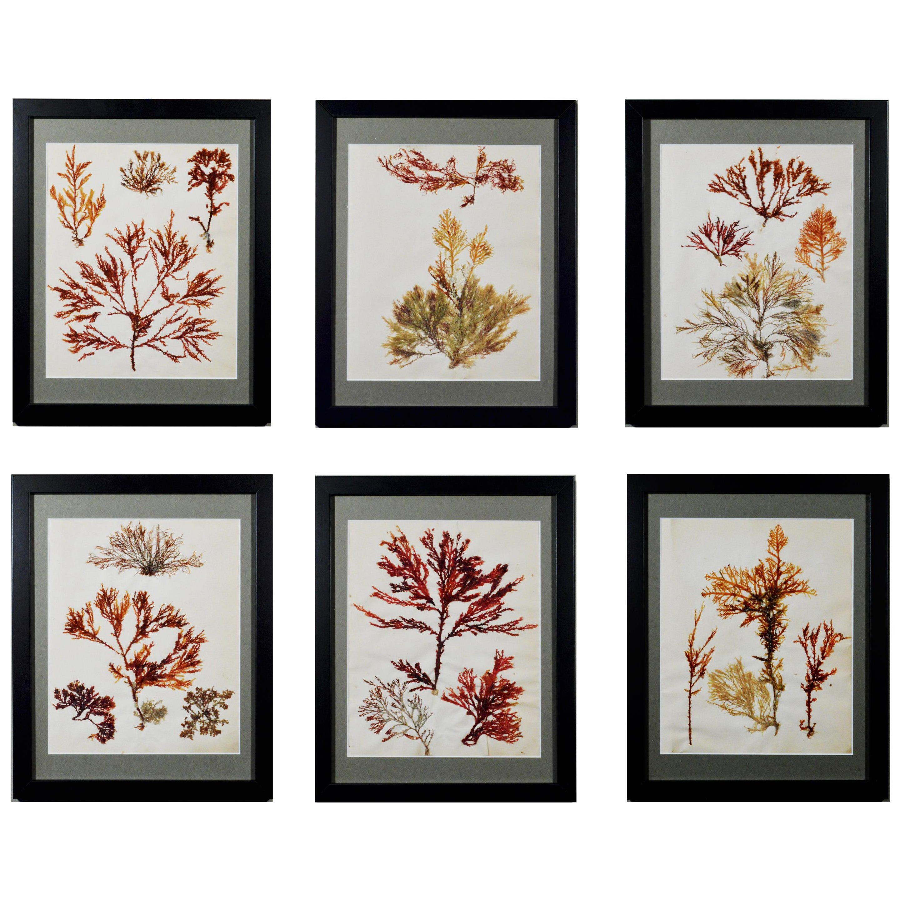 Victorian Ladies Pressed Seaweed Pictures, Circa 1885 For Sale At Victorian Ladies Pressed Seaweed Pictures, Circa 1885 For Sale At