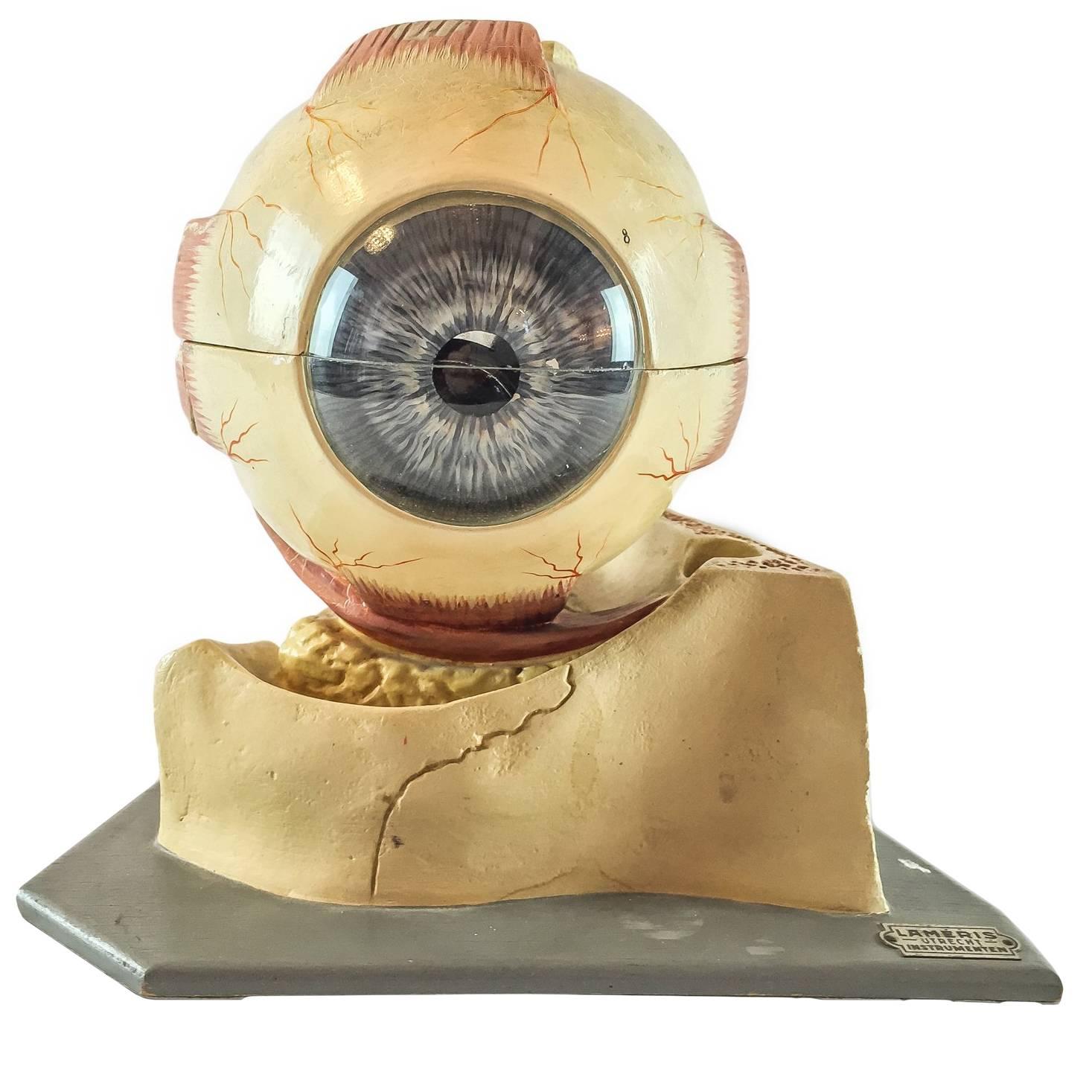 20th Century Flemish Wunderkammer Anatomical Human Eye Model, Plaster and Glass