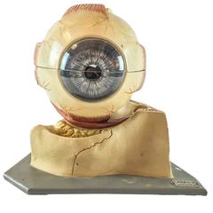 Vintage 20th Century Flemish Wunderkammer Anatomical Human Eye Model, Plaster and Glass