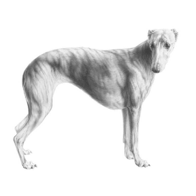 'Dash' the whippet - Champion Animals - Charcoal on Cotton - Mali Moir - 2014 For Sale