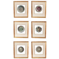 Palissy Ware Lithographs, Set of Six, by Rose-Joseph Lemercier