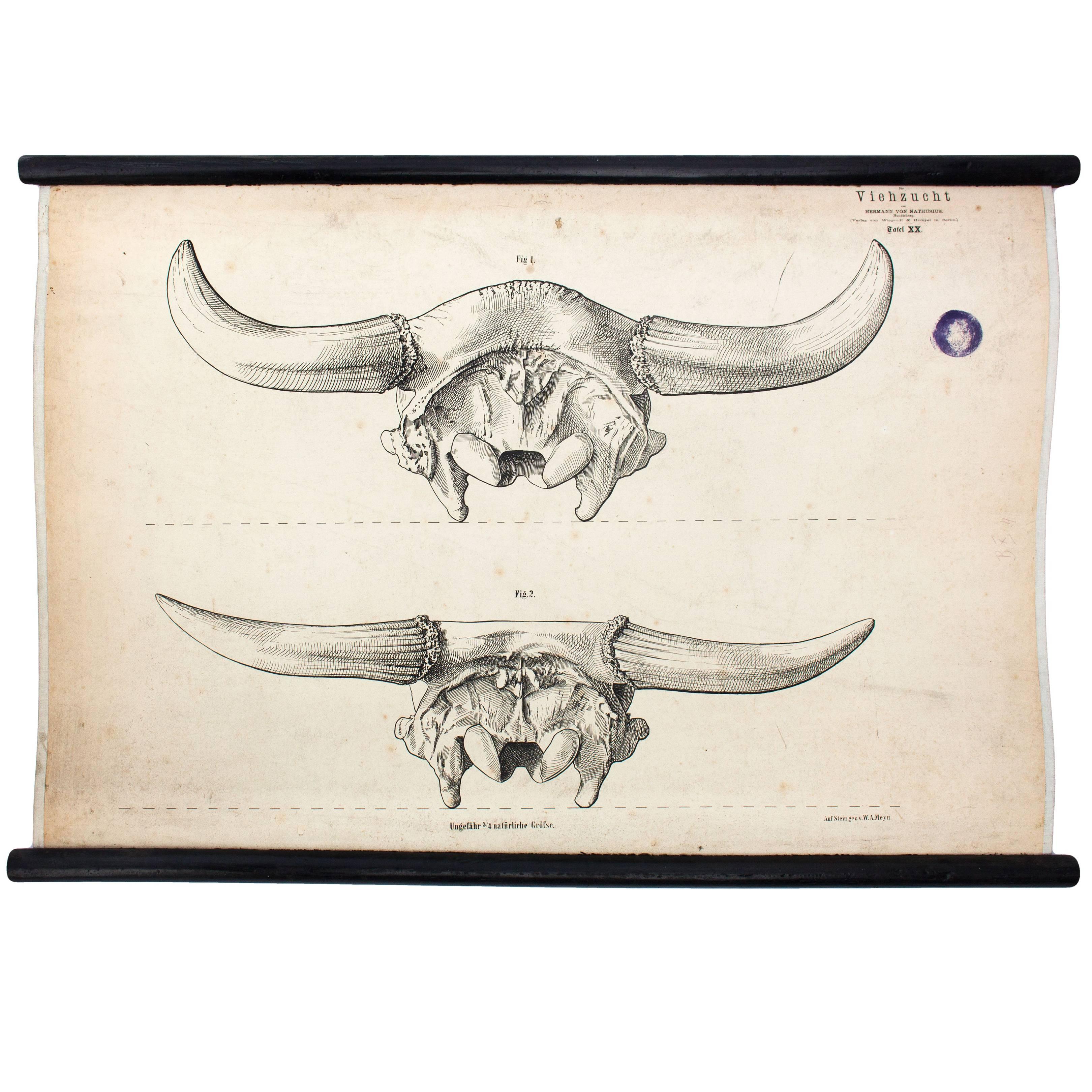 Wall Chart, Stock Farming, Hermann Von Nathusius, 1849 For Sale