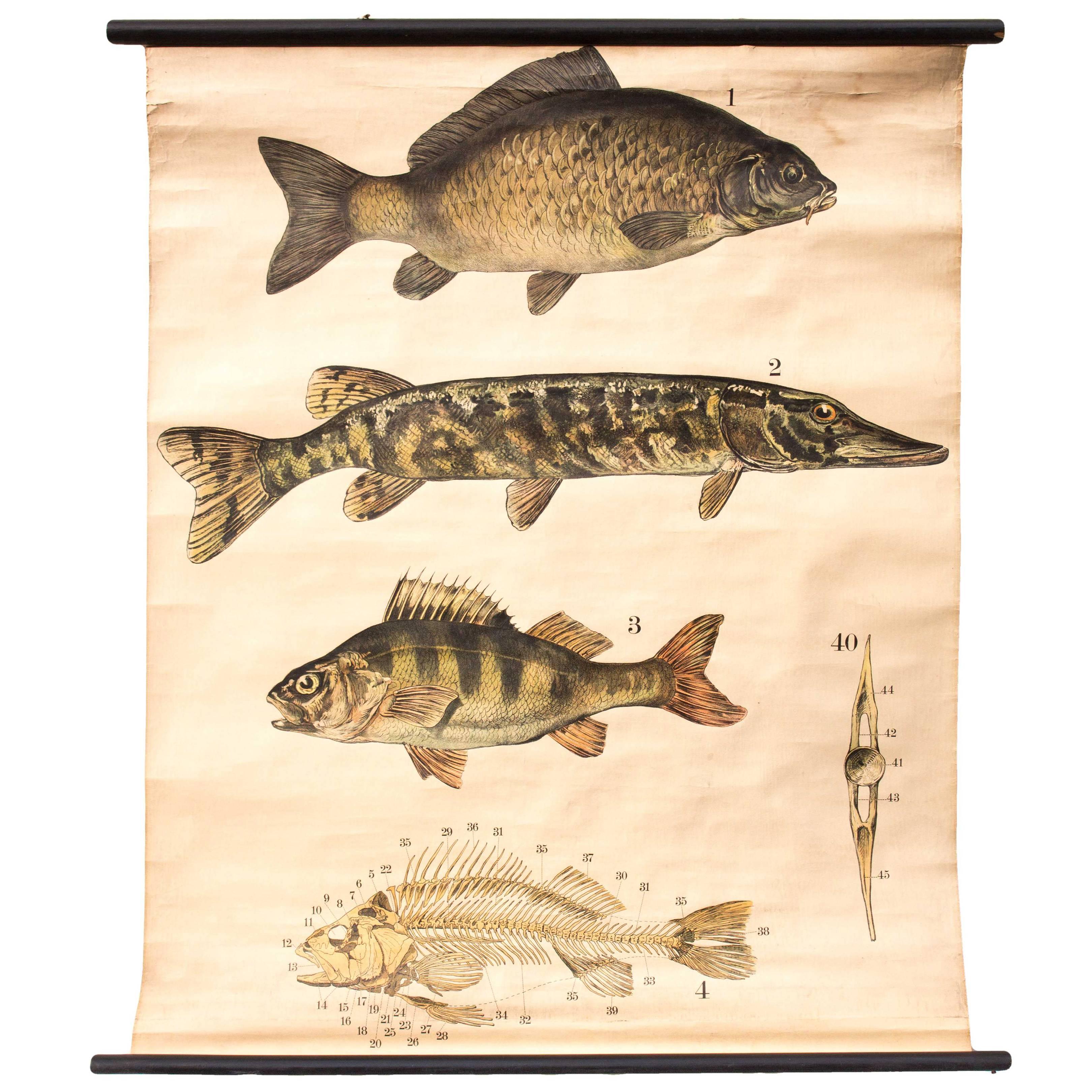 Wall Chart, Fishes, Engleders, Lithograph by J. F. Schreiber, 1893 For Sale