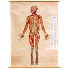 Wall Chart, Muscles of the Human Body, Deutsches Hygiene Institute, 1951