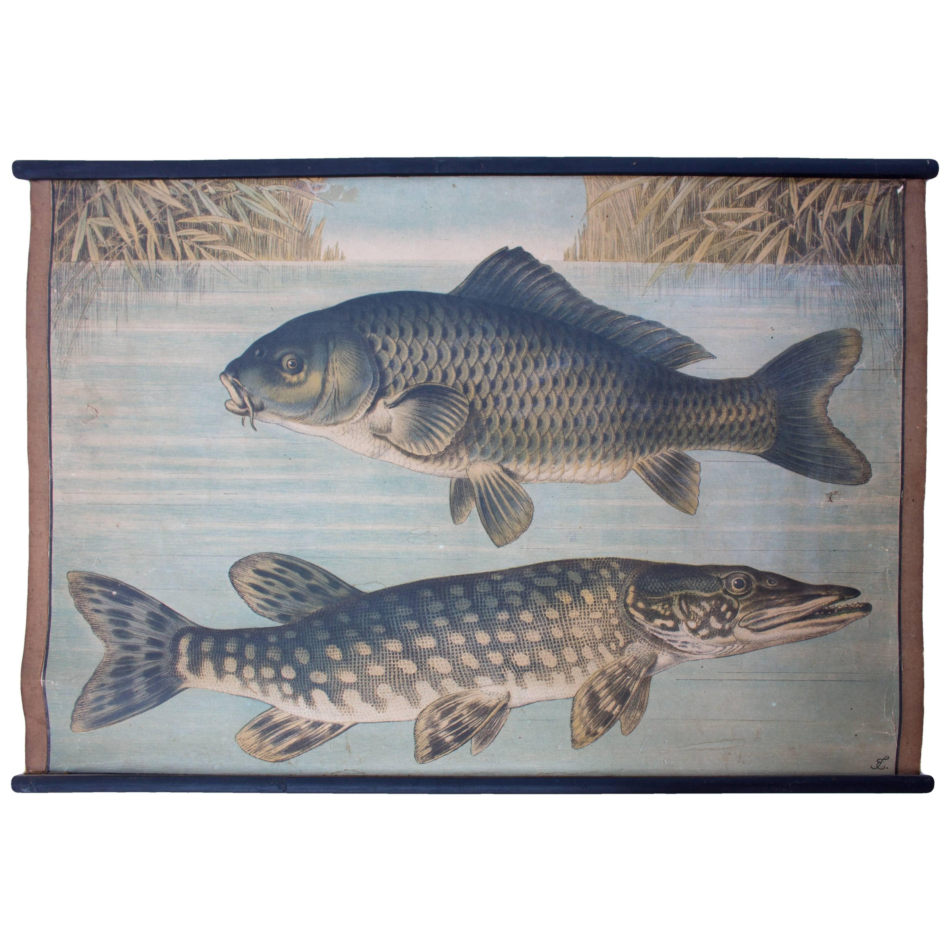 Wall Chart of Luce and Carp, Lithograph by Karl Jansky, Böhmen, 1888 For Sale