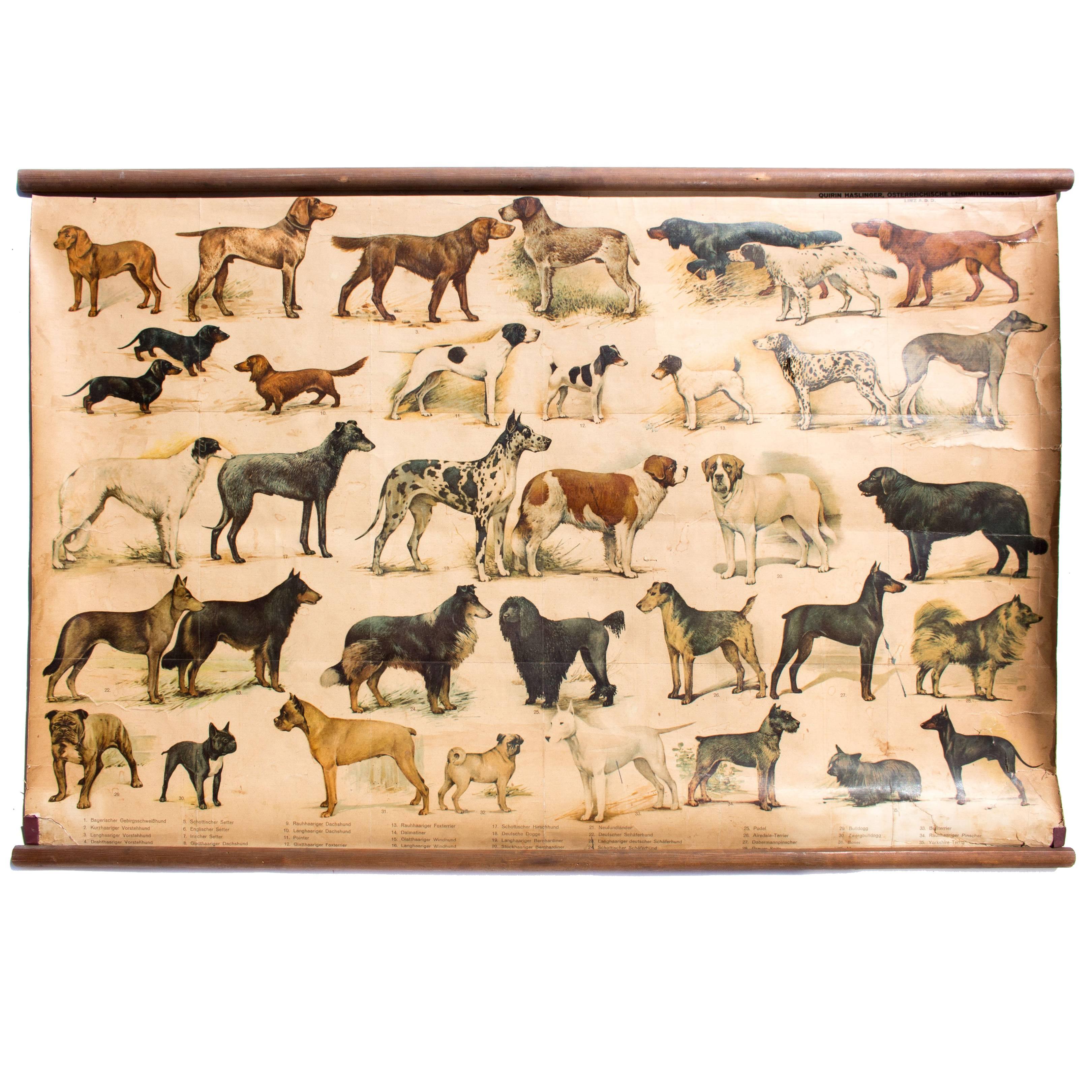 Wall Chart, Breed of Dogs, Educational Chart, 1918 For Sale