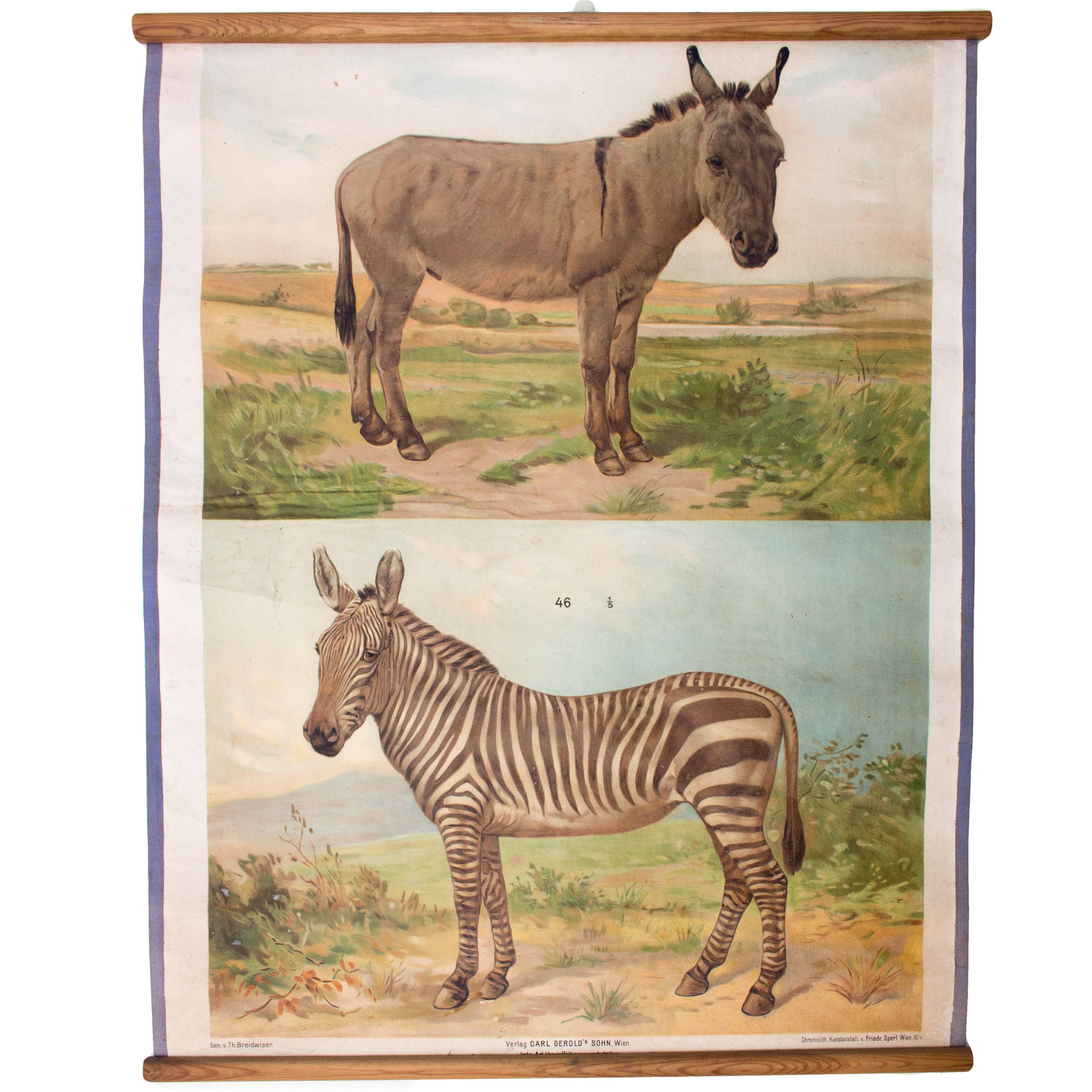 Wall Chart Donkey, Zebra, Th. Breidwiser for Gerold & Sohn, 1879 For Sale