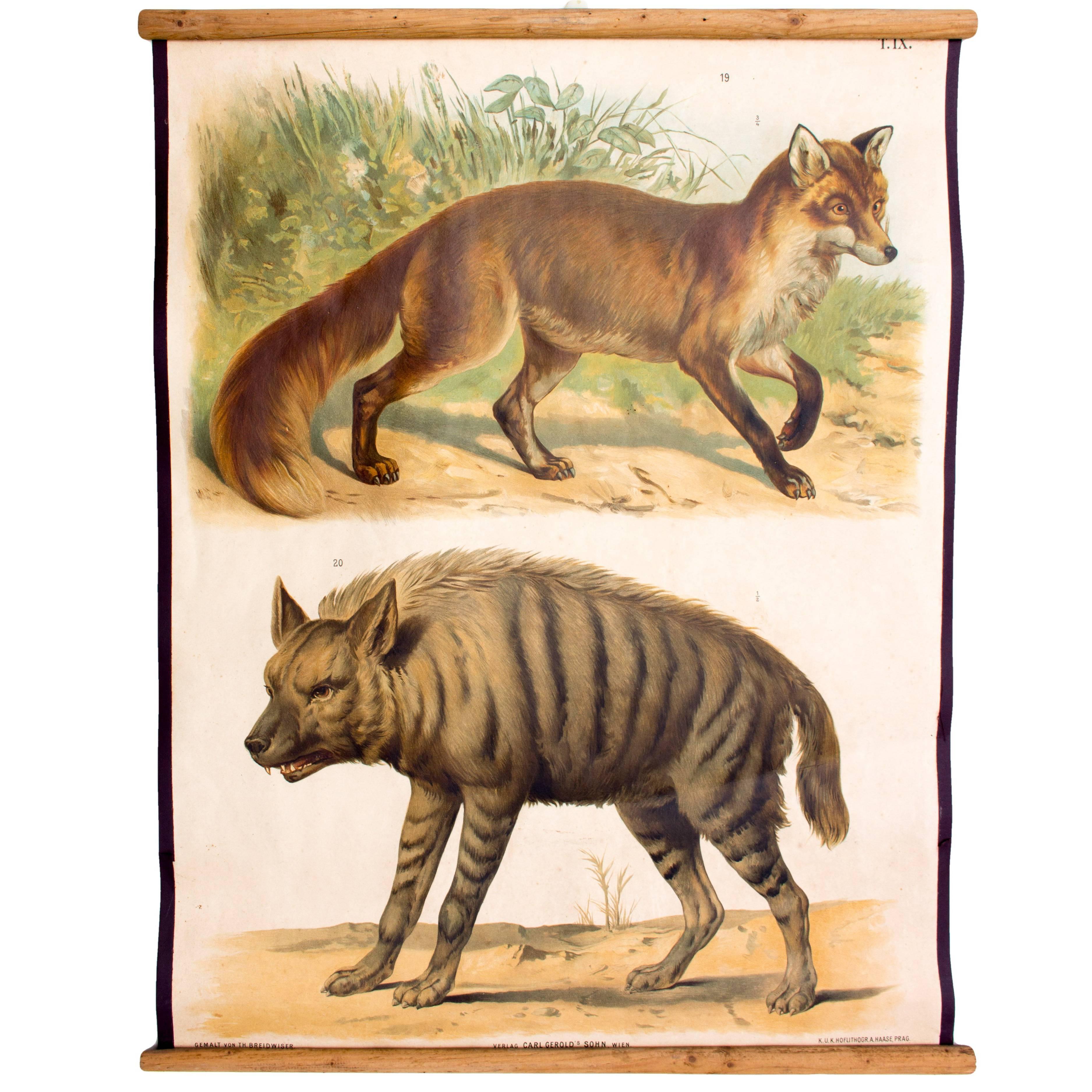 Wall Chart of Hyena and Fox by Th. Breidwiser for Gerold & Sohn, 1879 For Sale
