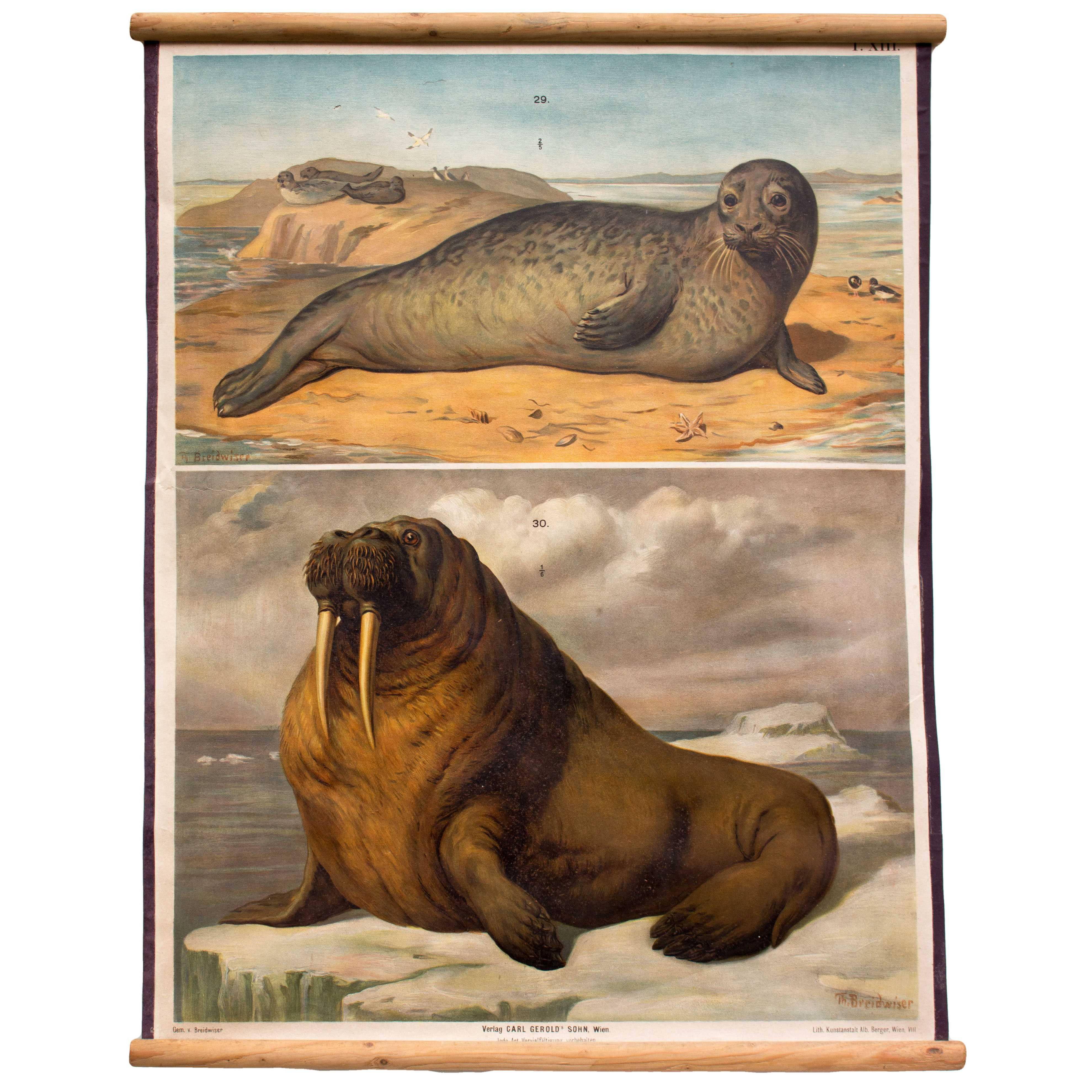 Wall Chart, Seal, Sea Lion, Th. Breidwiser for Gerold & Sohn, 1879 For Sale