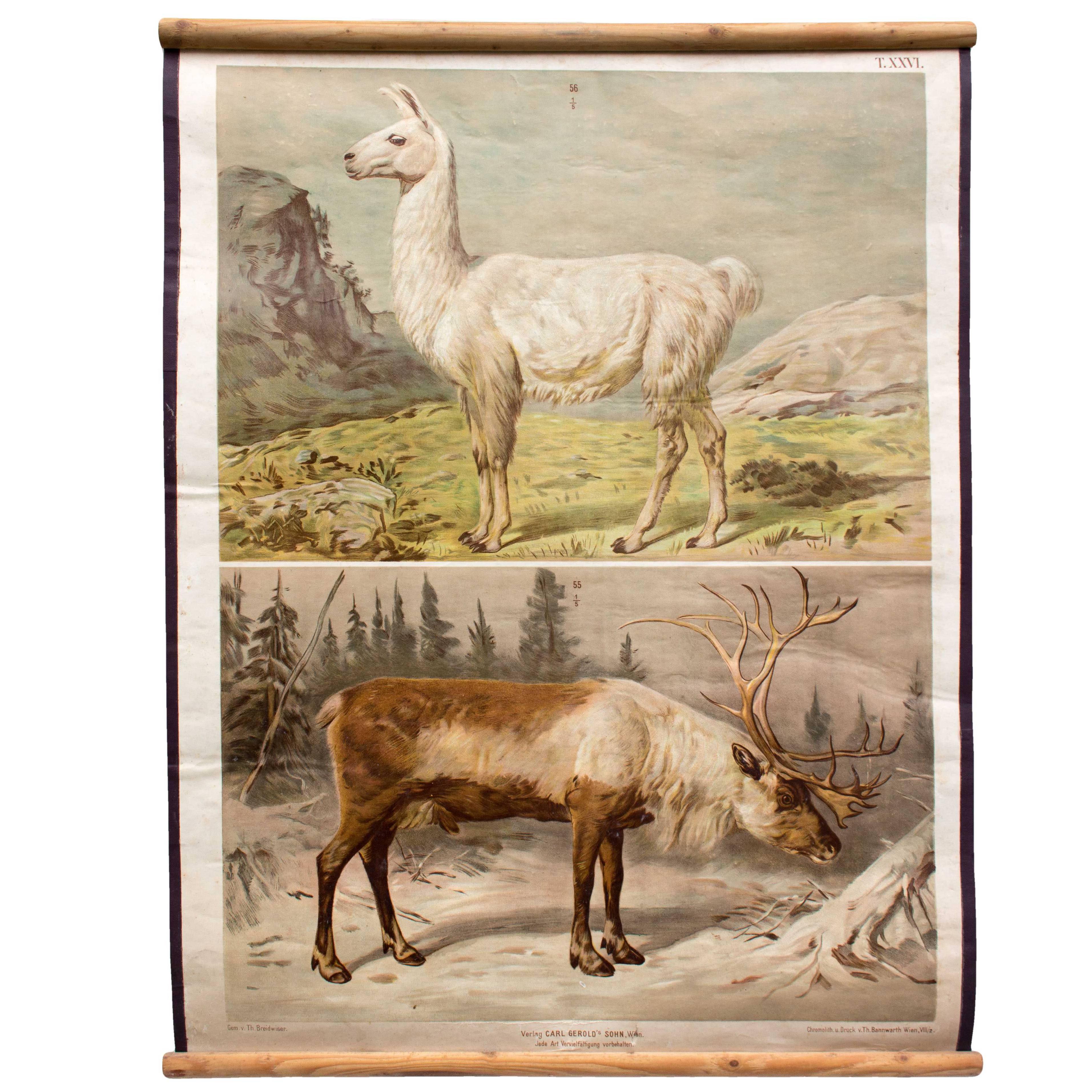 Wall Chart of Deer and Reindeer by Th. Breidwiser for Gerold & Sohn, 1880 For Sale