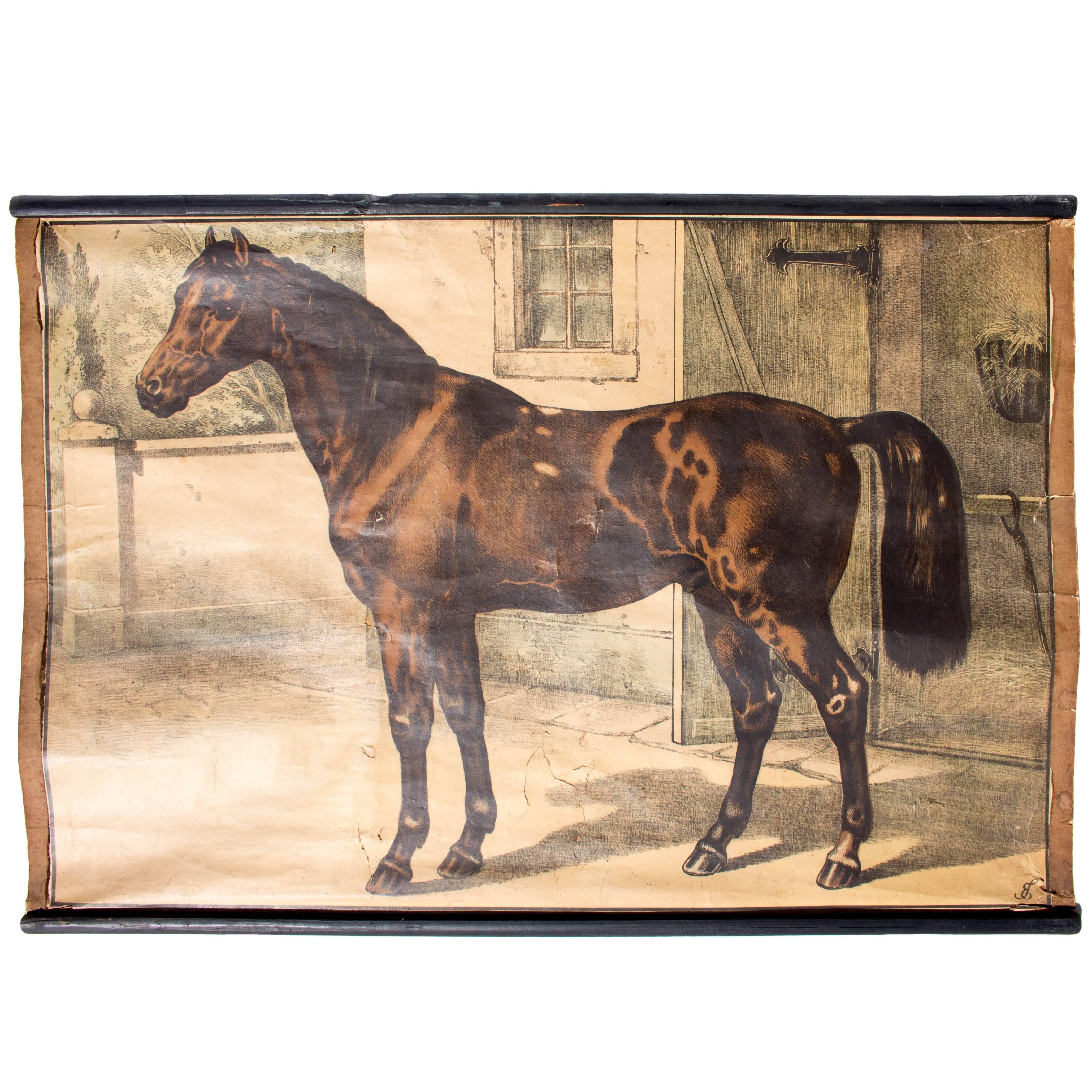 Wall Chart of Horse, Lithograph by Karl Jansky, Böhmen, 1880 For Sale