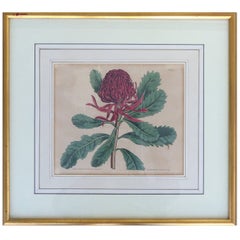 Antique English Botanical Engraving
