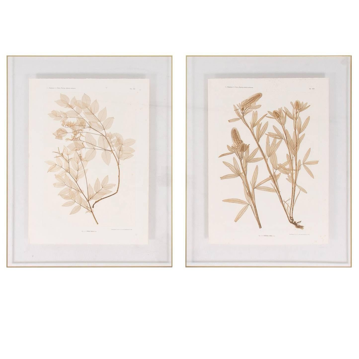 Pair of Botanical Prints by Constantin von Ettingshausen