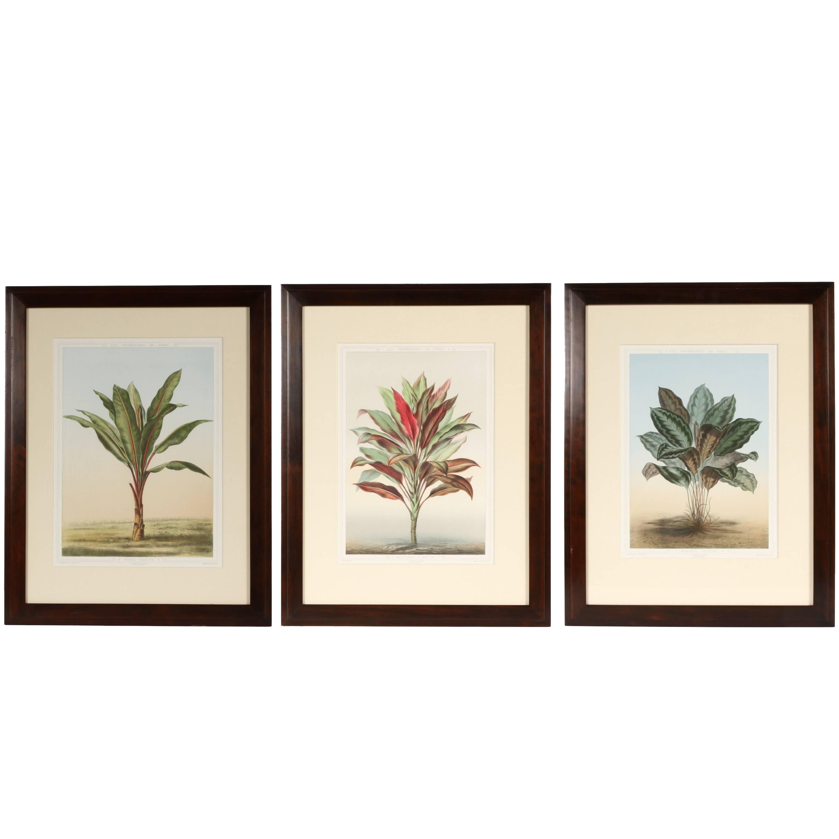 Set of Three Botanical Chromolithographs