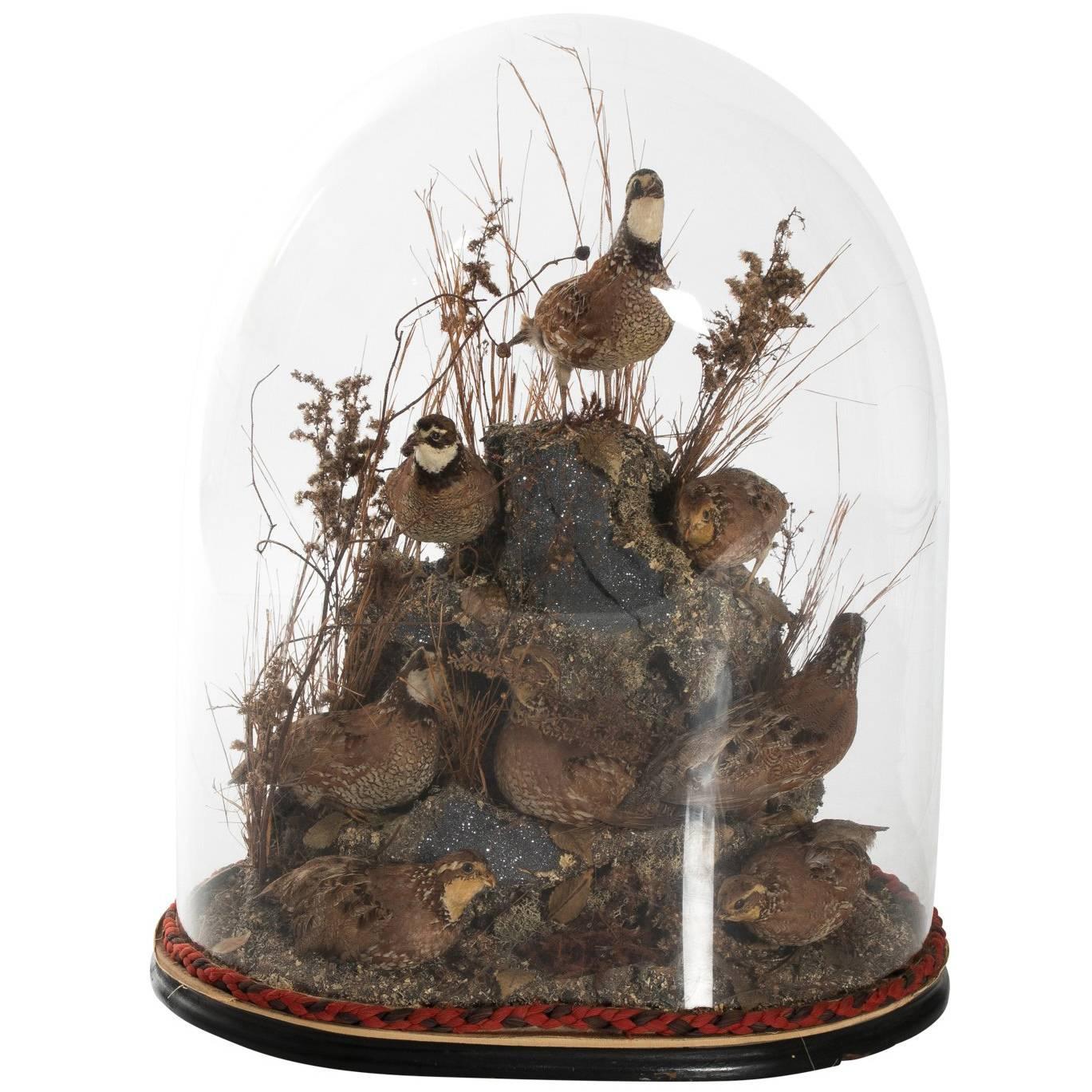 Victorian Glass Dome Bird Display