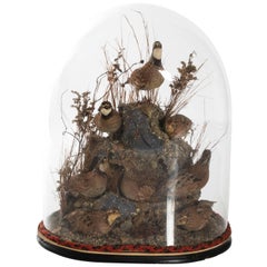 Victorian Glass Dome Bird Display