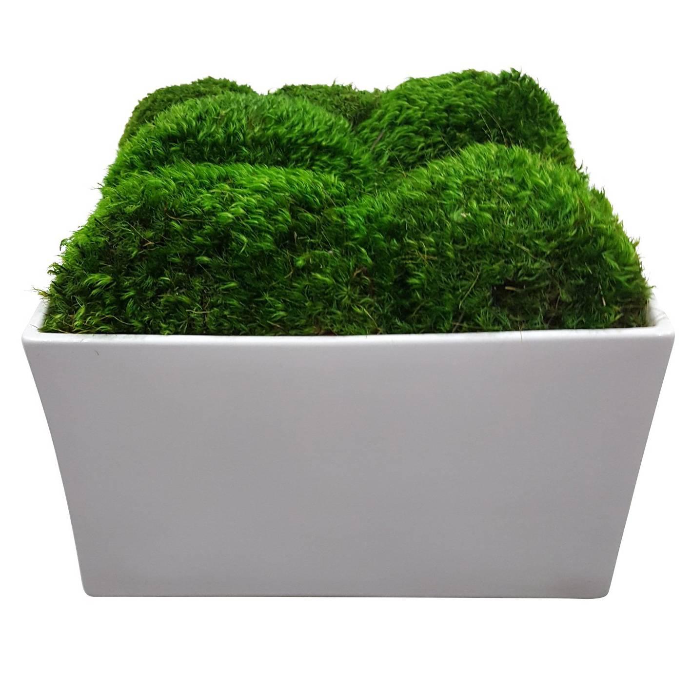 Botanical in Glossy White Square Planter For Sale