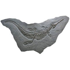 Giant Crocodile Fossil Wall Plate, Germany. 180 Million Years Old.