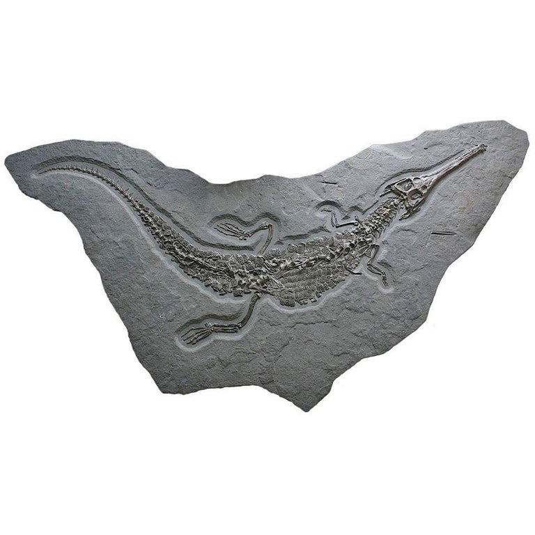 Giant Crocodile Fossil Wall Plate, Germany. 180 Million Years Old. For Sale