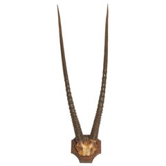 Oryx Horns and Part Skull, Mounted on an Oak Shield