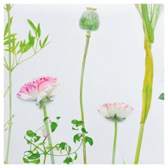 Flora Wildflower Wallpaper or Wall Mural in Matte