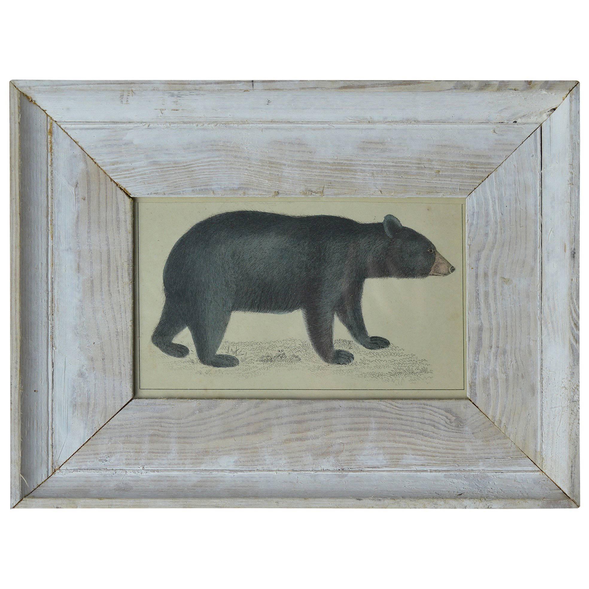 Original Antique Print of a Bear, circa 1850