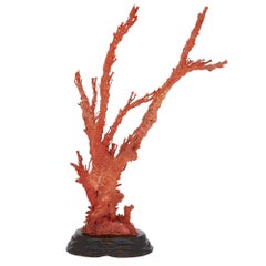 Espécimen de coral rojo chino antiguo de la dinastía Qing