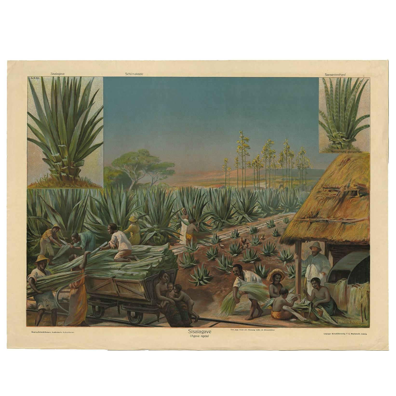 Antique Print, Schoolplate of a Sisal Agave Production Field by F.E. Wachsmuth For Sale